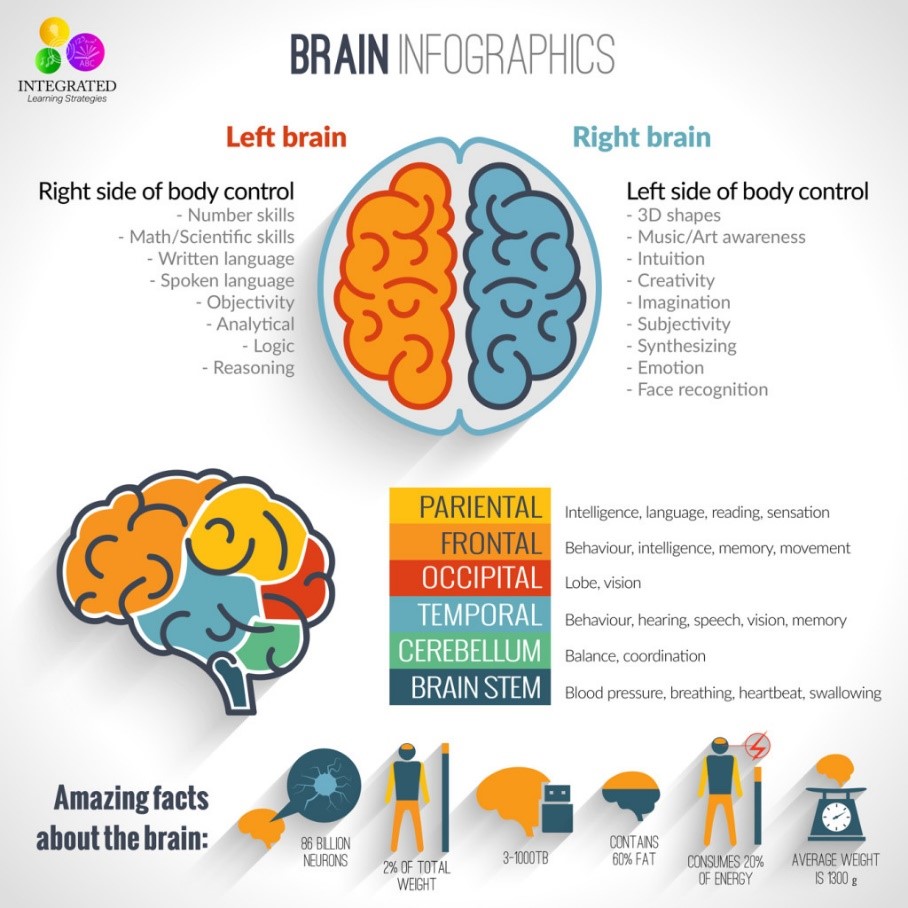 Crossing the midline - left and right brain functions 